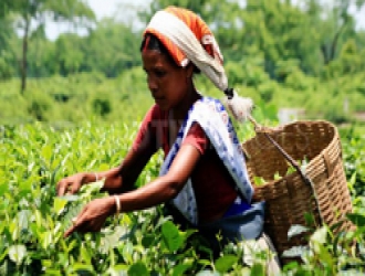 INDIAN TEA